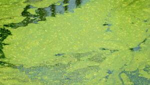 Modern Technology Used to Detect Harmful Algae