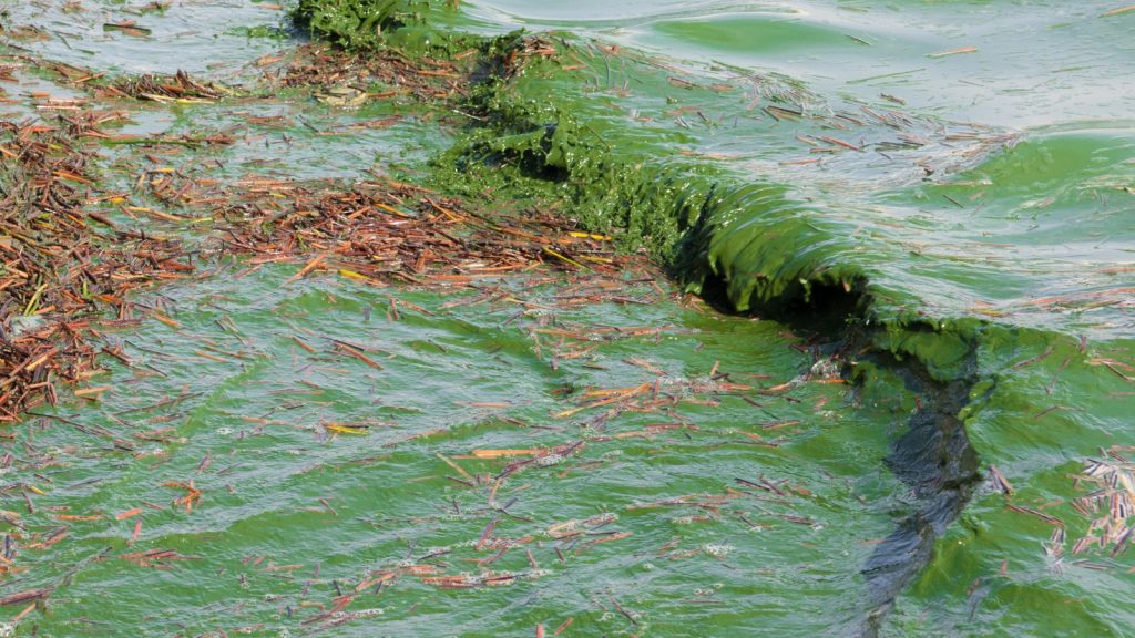 Finding Tech-Driven Solutions for Harmful Algae Blooms